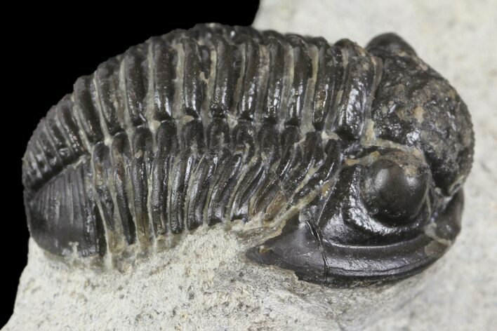 Detailed Gerastos Trilobite Fossil - Morocco #164735